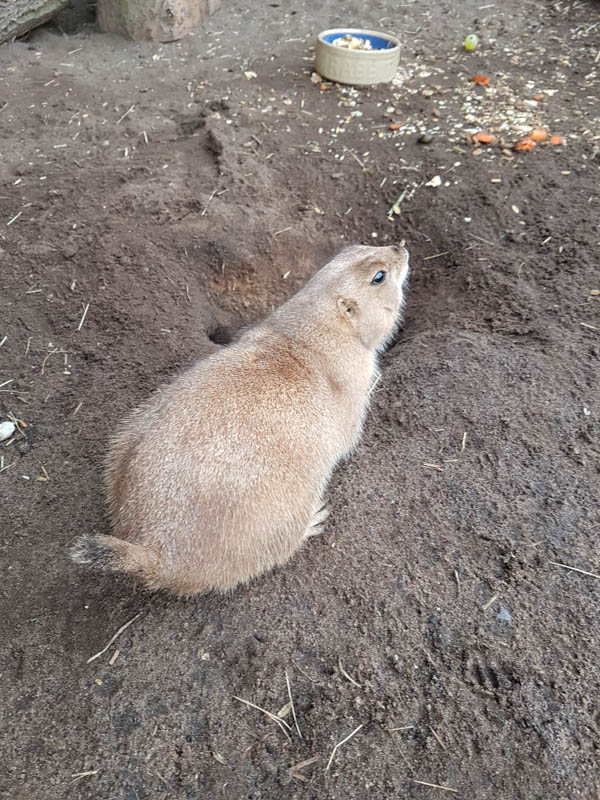 20170724_144400 MESSINGHAM ZOO