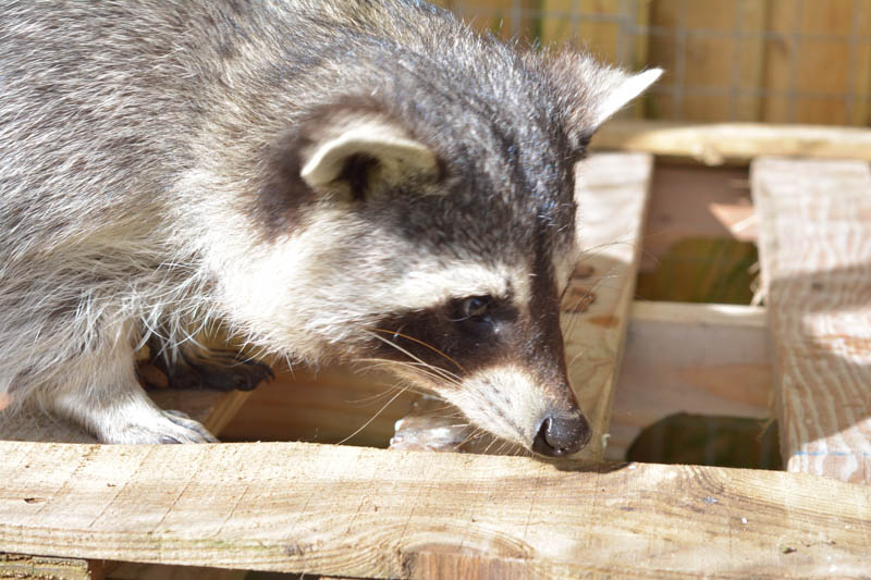 DSC_5626 MESSINGHAM ZOO