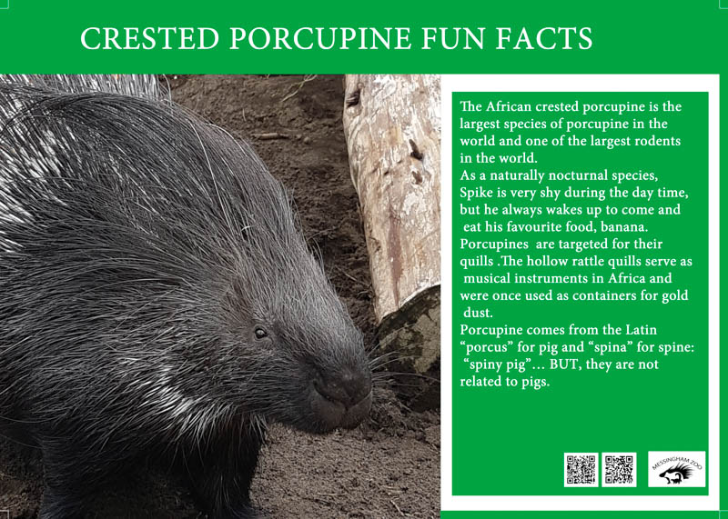 porcupine fun facts – MESSINGHAM ZOO