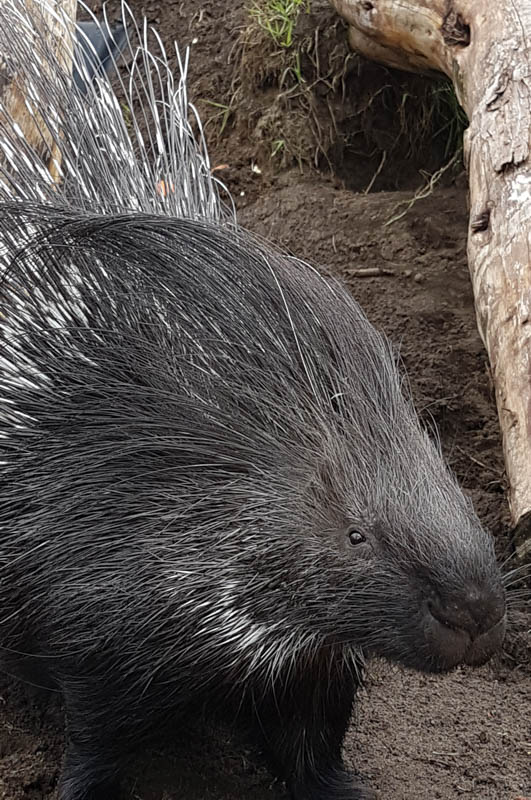 spike MESSINGHAM ZOO