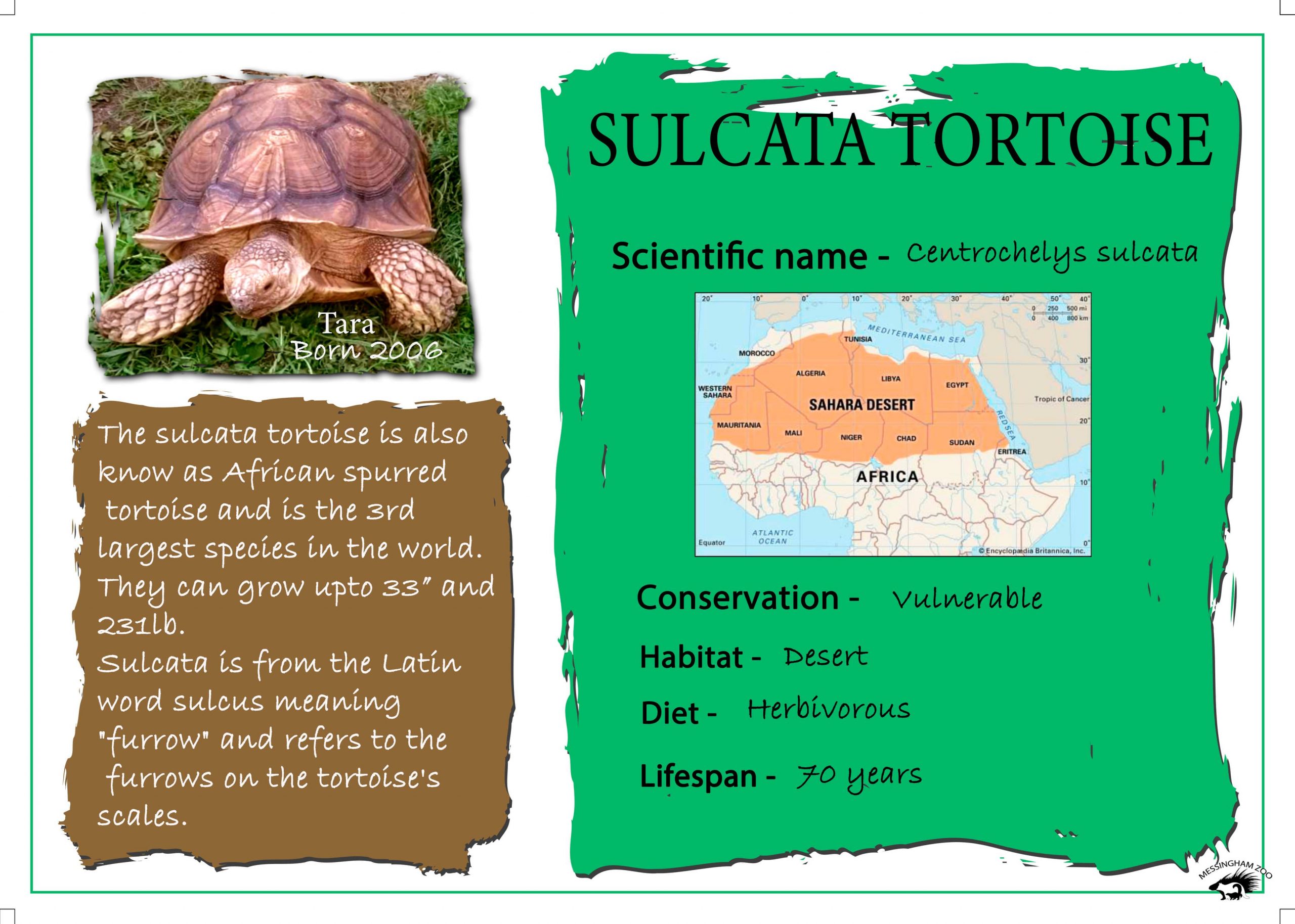 Sulcata Tortoise MESSINGHAM ZOO